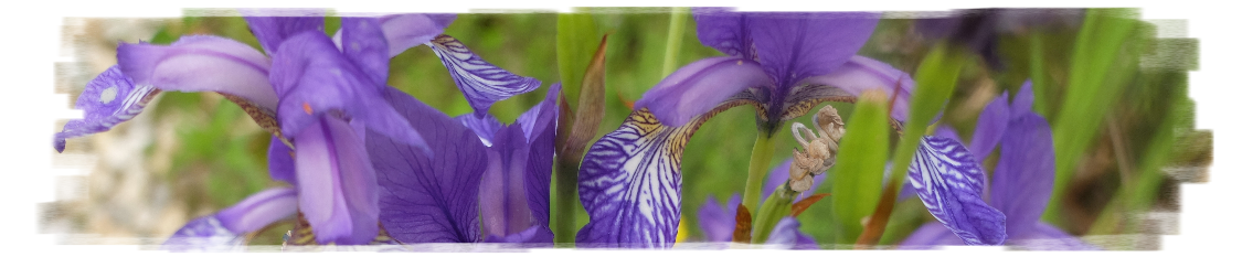 Die violetten Blüten einer Sibirischen Schwertlilie.