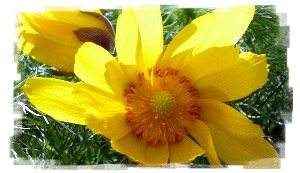 gelbe Blüte einer Kuhschelle