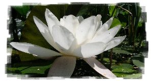 Eine weiße Seerosenblüte.